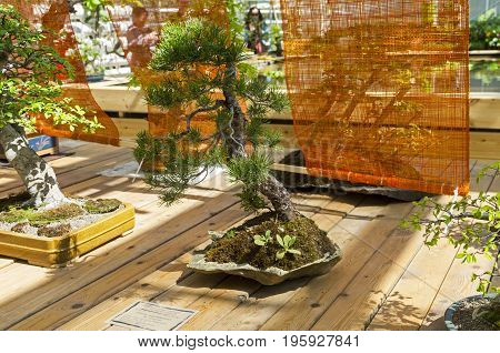 Scots Pine - Bonsai In The Style Of 