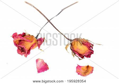 Withered roses and petals over white background.