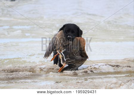 Taimyr. Hunting for wild geese in the Taimyr tundra. Labrador's work on hunting.