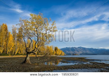 Wanaka tree yellow leaves with blue sky in Autumn South Island of New Zealand