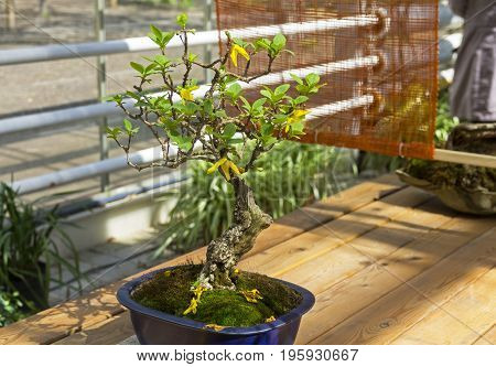 Blooming Forsythia - Bonsai In The Style Of 