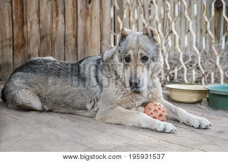 Adult large Central Asian shepherd dog lies with the orange ball near his home on a wooden floor