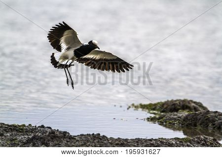 Blacksmith lapwing in Kruger national park, South Africa ; Specie Vanellus armatus family of Charadriidae