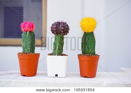 Pink Purple Yellow cactus (gymnocalycium) on pot.