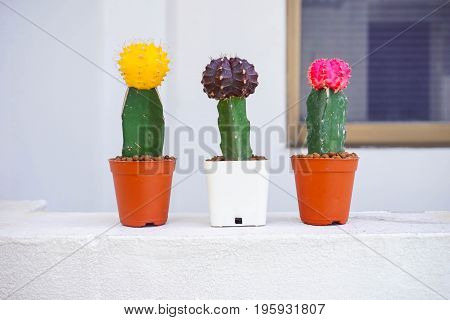 Pink Purple Yellow cactus (gymnocalycium) on pot.