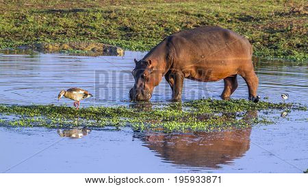 Hippopotamus in Kruger national park, South Africa ; Specie Hippopotamus amphibius family of Hippopotamidae