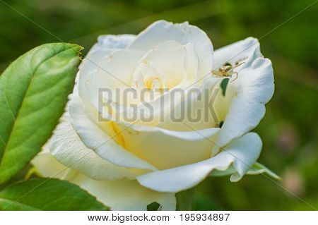 White Roses On Green