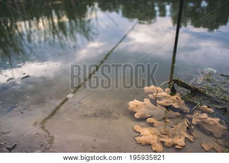 Dry oak leaves on the shore of the pond