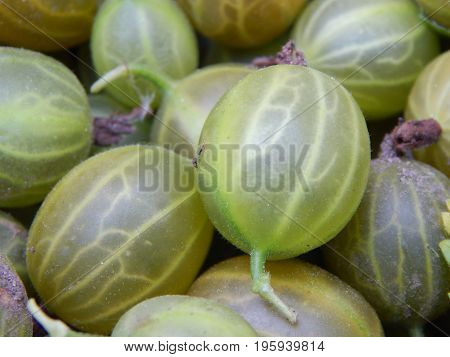 Berry gooseberries, harvesting agrus garden for nature