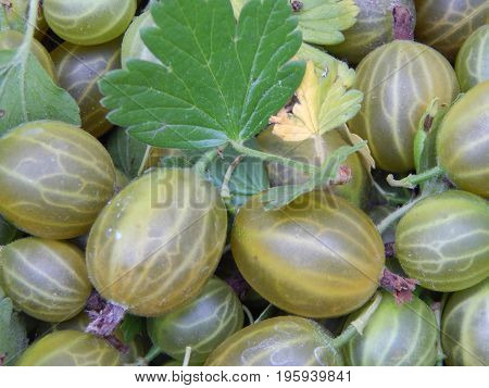 Berry gooseberries, harvesting agrus garden for nature