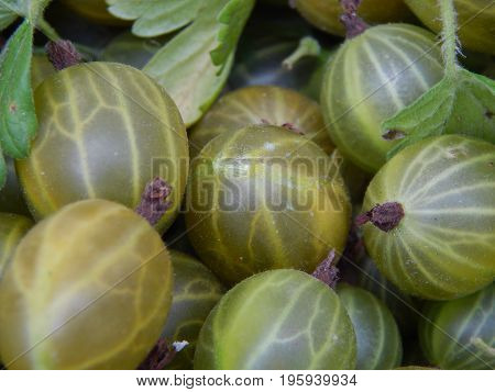 Berry gooseberries, harvesting agrus garden for nature
