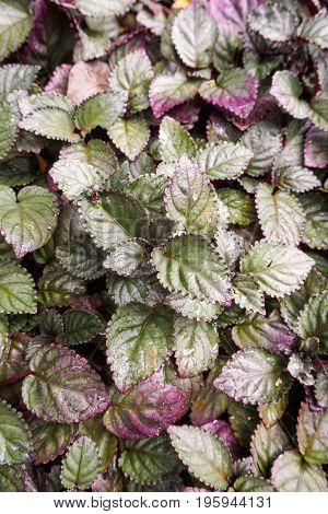 fresh green redivy plant in nature garden