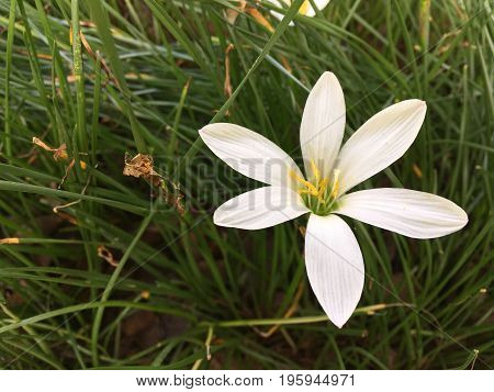 white Zephyranthes minuta flower in nature garden
