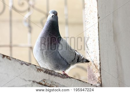 Dove Walk On The Biton Plate. City