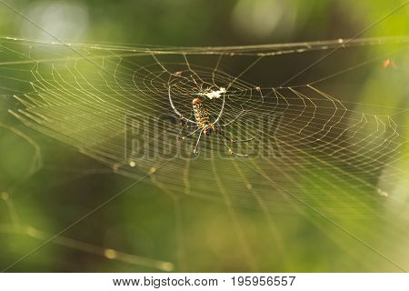 female Golden Web Spider Nephila pilipesin the forest of Laos
