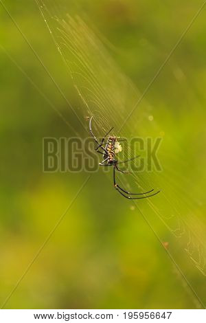 Nephila Maculata, Giant Wood Spider in Laos