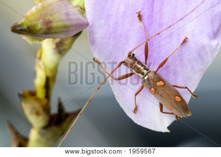 Longhorn Bille (Batocera Sp.)