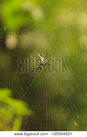 Nephila Maculata, Giant Wood Spider in Laos