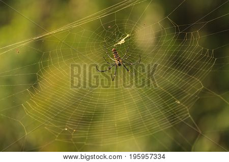 female Golden Web Spider Nephila pilipesin the forest of Laos