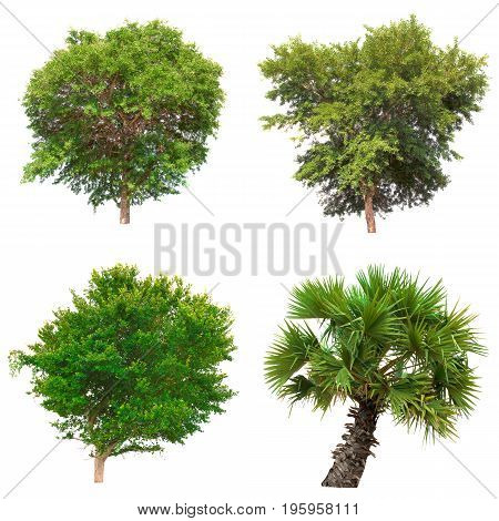 Group of isolated tree on white background.