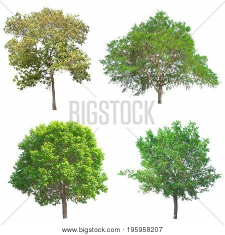 Group of isolated tree on white background.