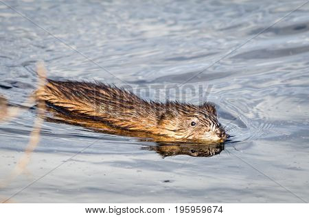 Muskrat (Ondatra Zibethicus) swims along in reflective and sparkling clear blue water