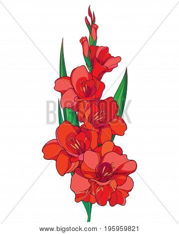 Vector bunch with red Gladiolus or sword lily flower, stem, bud and green leaves isolated on white background. Floral elements in contour style with ornate gladioli for summer design.