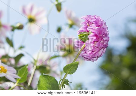 Side Rear View Of A Bracken Sequel Dahlia Flower Against Sky