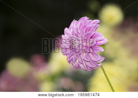 Single Bracken Sequel Dahlia Flowers Facing Left