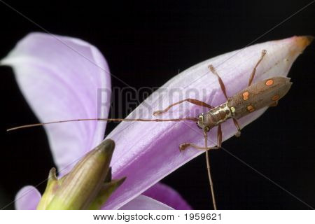 Longhorn Bille (Batocera Sp.)