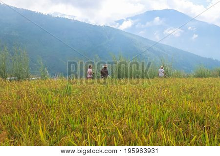Thimphu Bhutan - September 15 2016: Rice field near Thimphu Bhutan Asia