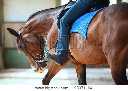 Unidentified male rider is training a young purebred stallion in the riding hall