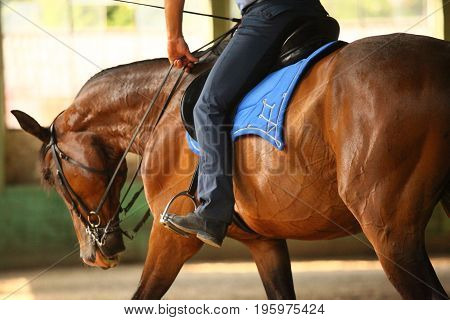 Unidentified male rider is training a young purebred stallion in the riding hall