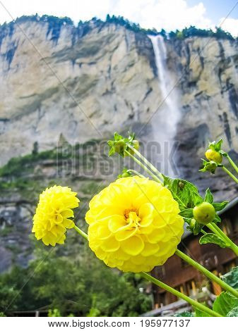 Yellow Dahlia Flower Macro With Staubbach Waterfall And Cliffs In Background In Interlaken, Switzerl