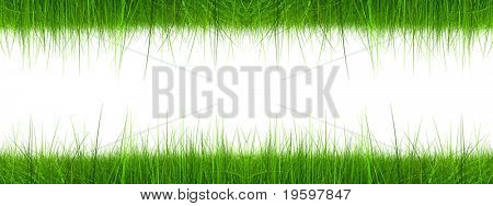 Herbe verte 3d de haute résolution isolé sur fond blanc