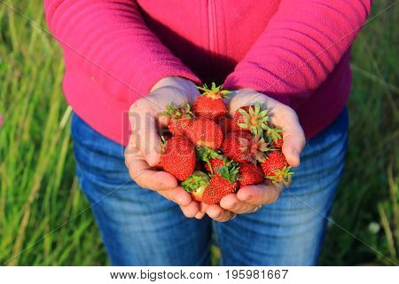 Fresh Strawberries in the garden. Strawberries in hands. Juicy red berries and leaves. Delicious and healthy food