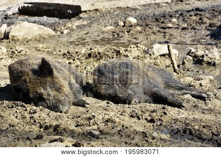 Wild Boar Lying In The Mud. Pig in the open-air