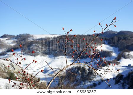 Snow winter in town. Dog rose (wild rose) with frosty red rose hips, urban red and yellow pipes on the blur background. Village in a winter day and snow. Winter frosty trees on snow white background. .winter landscape with red rose-hips