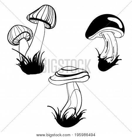 Vector set of mushrooms. Collection of stylized edible mushrooms. Black and white drawing by hand. Linear Art.
