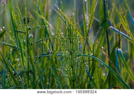 A drop of morning dew on lush green grass.