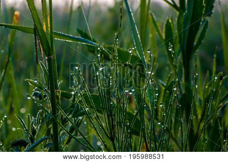 A drop of morning dew on lush green grass.