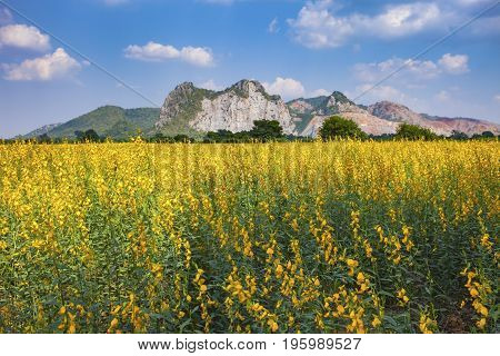 aerial view of yellow sunhemp flowers field in agricuilture meadow