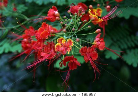 Tropiske blomster