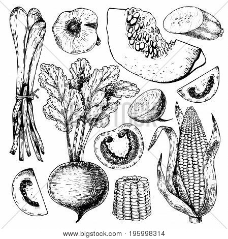 Vector hand drawn set of farm vegetables. Isolated srouting onion, beetroot, tomato, corn, pumpkin, garlic. Engraved art. Organic sketched objects. restaurant, menu, grocery market store party meal