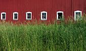 Barngrass