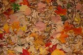 Fall Leaves 7