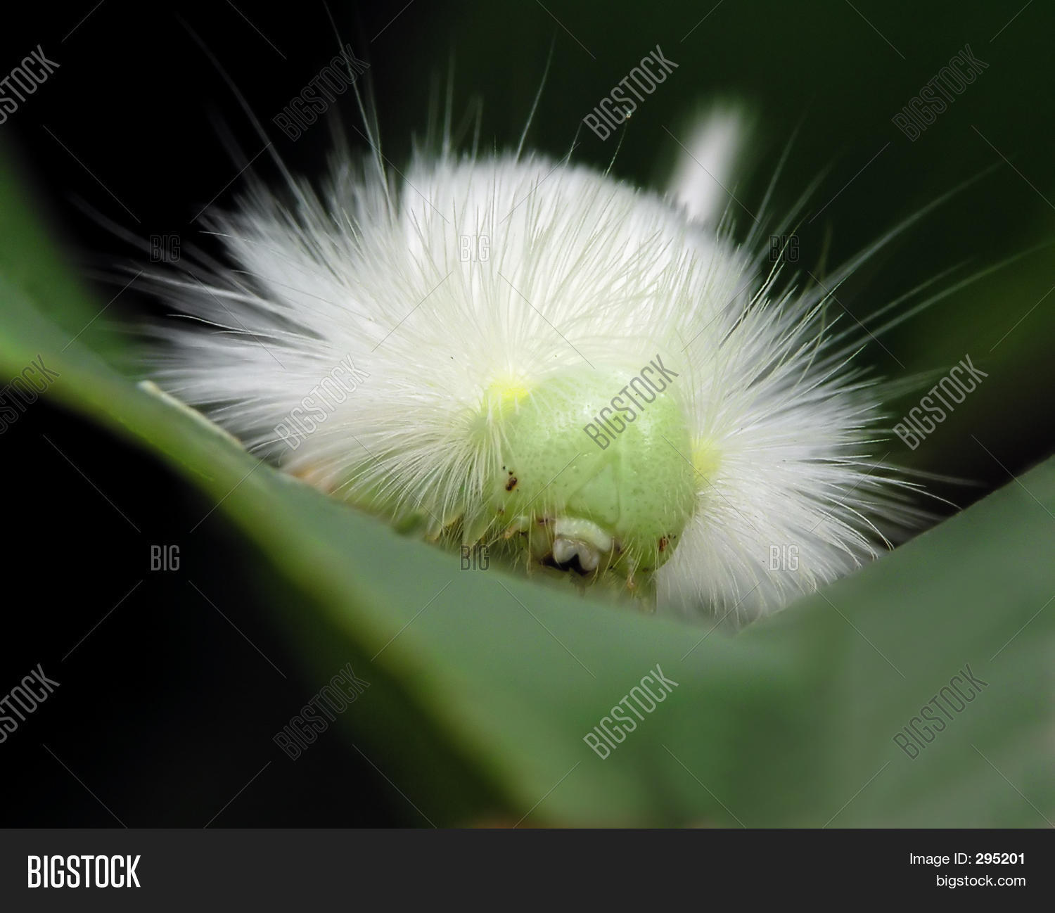 Hairy Worm Image & Photo (Free Trial) Bigstock