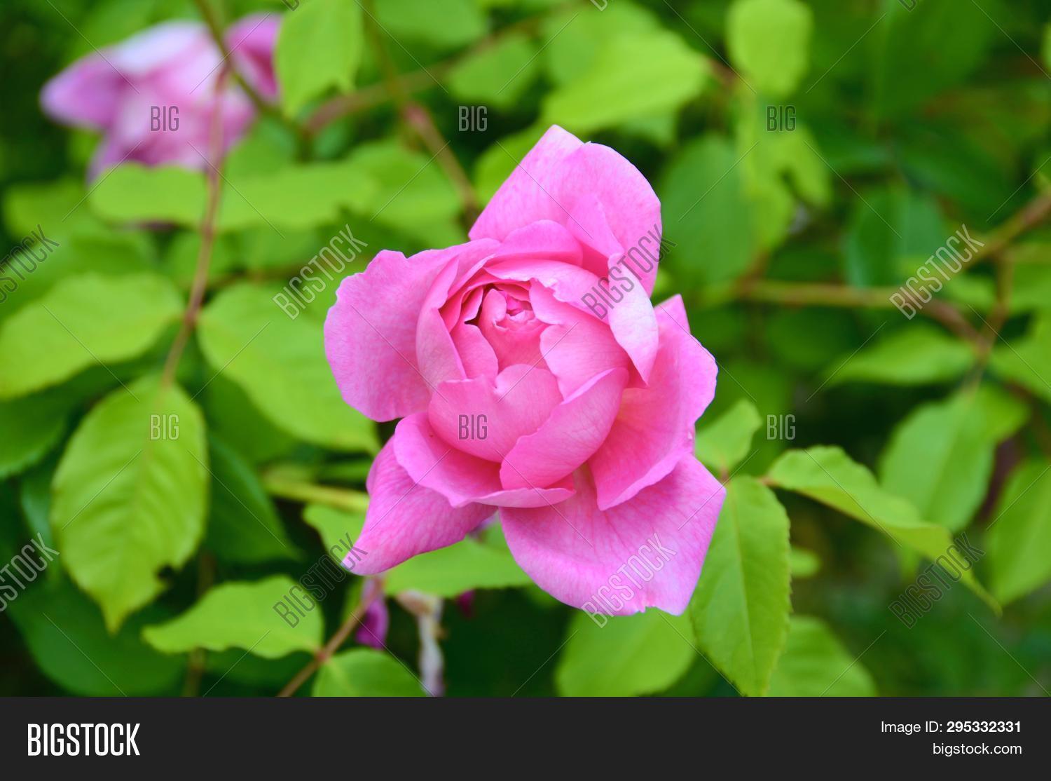 Single Pink Rose Head Image Photo Free Trial Stock A Single Pink Rose Head Of The Ingenious Mr Fairchild