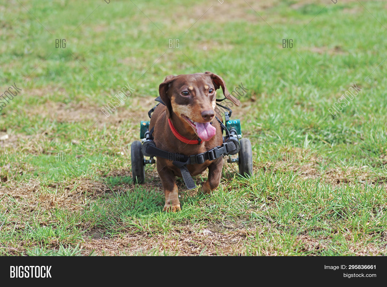 Dachshund Wheelchair Image & Photo (Free Trial) Bigstock