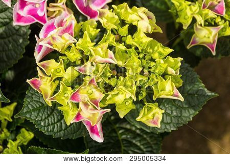 Pink harlequin hydrangea flowers start emerging on a plant growing in north east Italy
